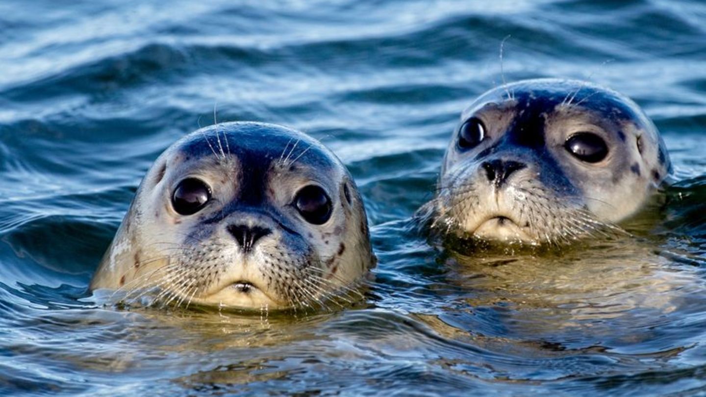 Seehunde im Meer vor der Insel Juist: Forscher rätseln, warum die Bestände wieder abnehmen