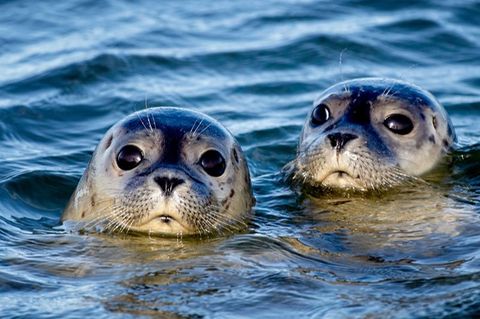 Seehunde im Meer vor der Insel Juist: Forscher rätseln, warum die Bestände wieder abnehmen