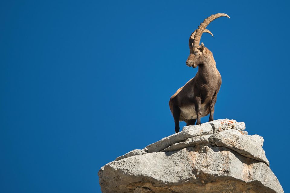 Steinbock auf einem Felsen