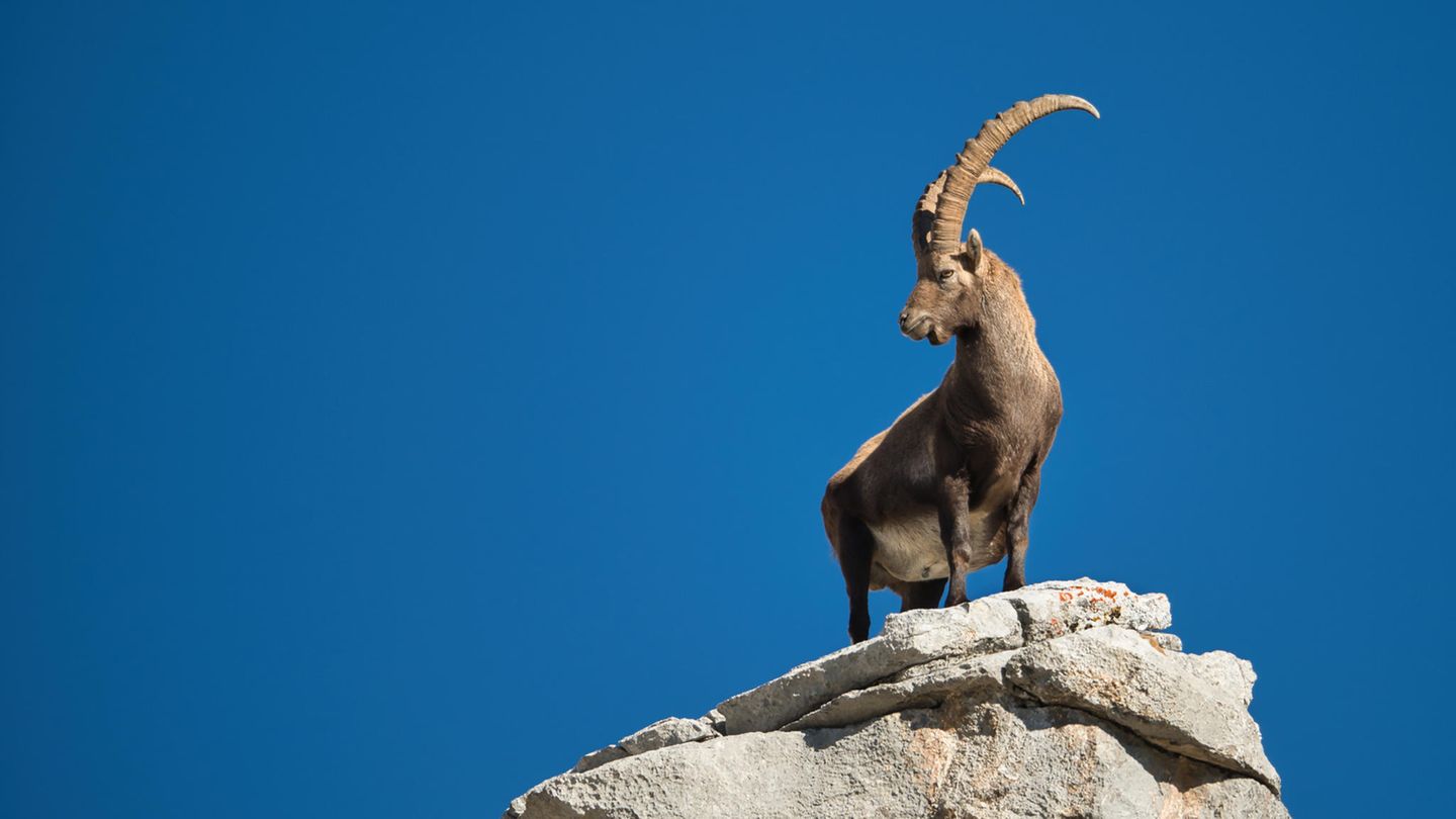 Steinbock auf einem Felsen
