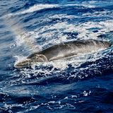 Ein Minkwal bläst aus seinem Atemloch