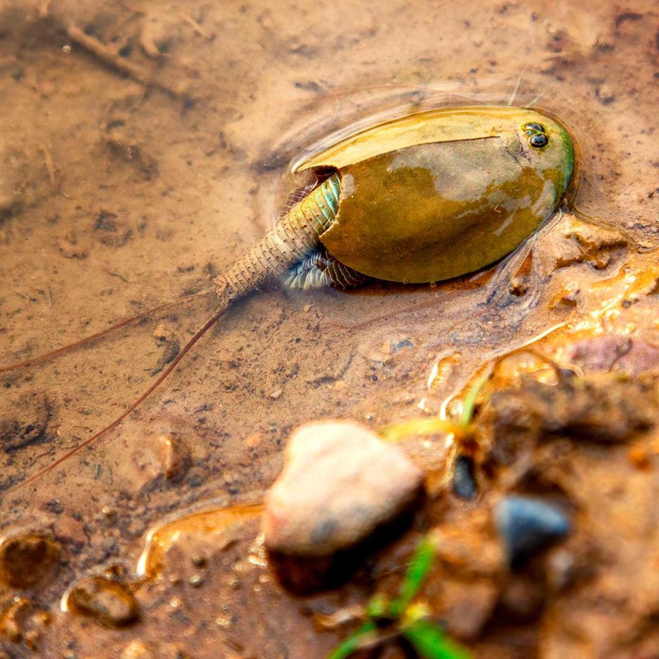 Der Urzeitkrebs Triops cancriformis kann eine Länge von bis zu fünf Zentimetern erreichen