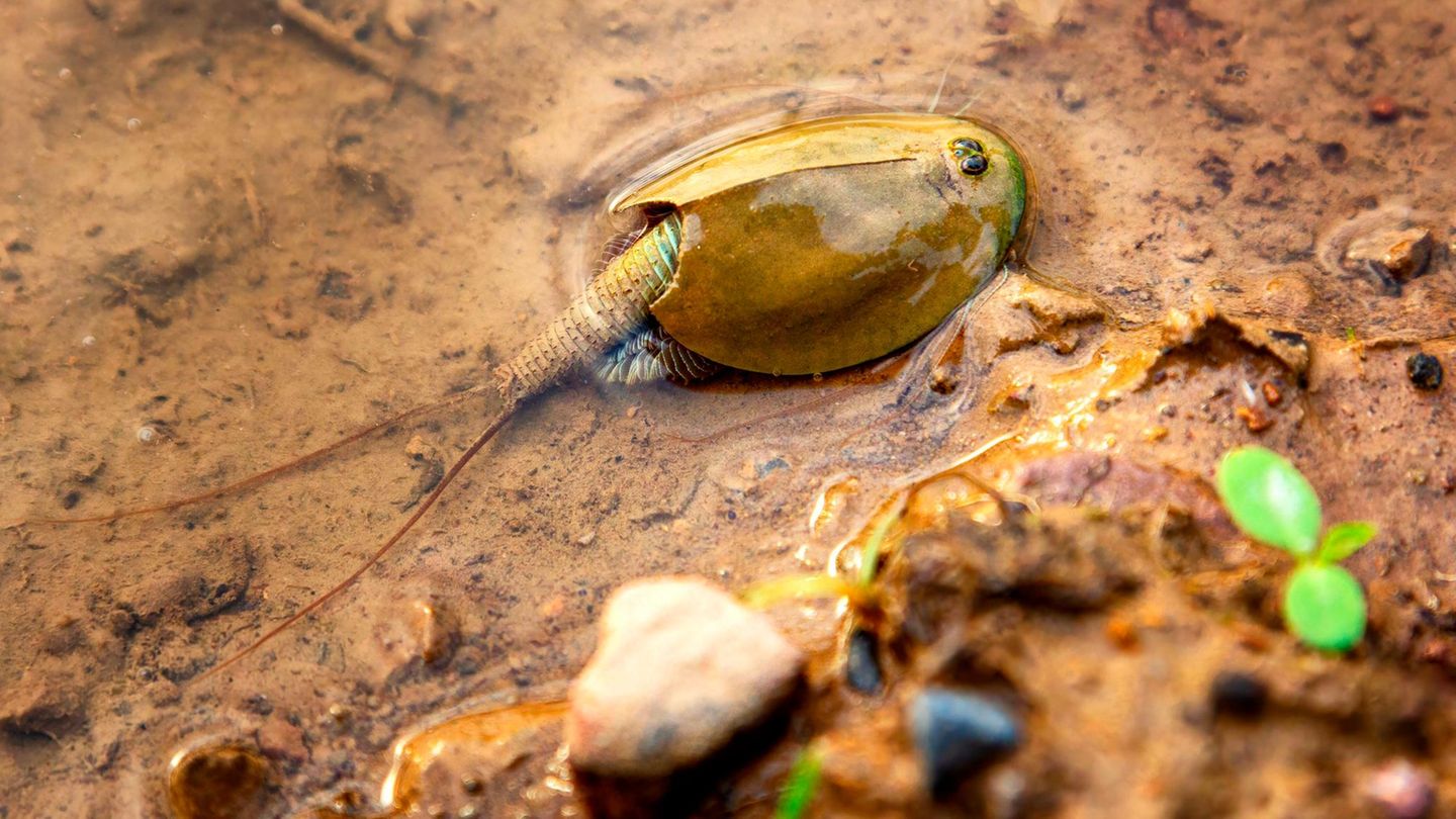 Der Urzeitkrebs Triops cancriformis kann eine Länge von bis zu fünf Zentimetern erreichen