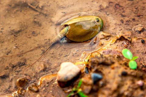 Der Urzeitkrebs Triops cancriformis kann eine Länge von bis zu fünf Zentimetern erreichen