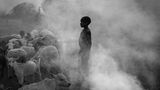 Ein Kind steht zwischen Tieren im Nebel