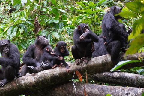 Schimpansen belauschen aufmerksam ihre Artgenossen in der Ferne. Eigentlich gilt die taktische Kriegsführung als treibende Kraft der menschlichen Evolution