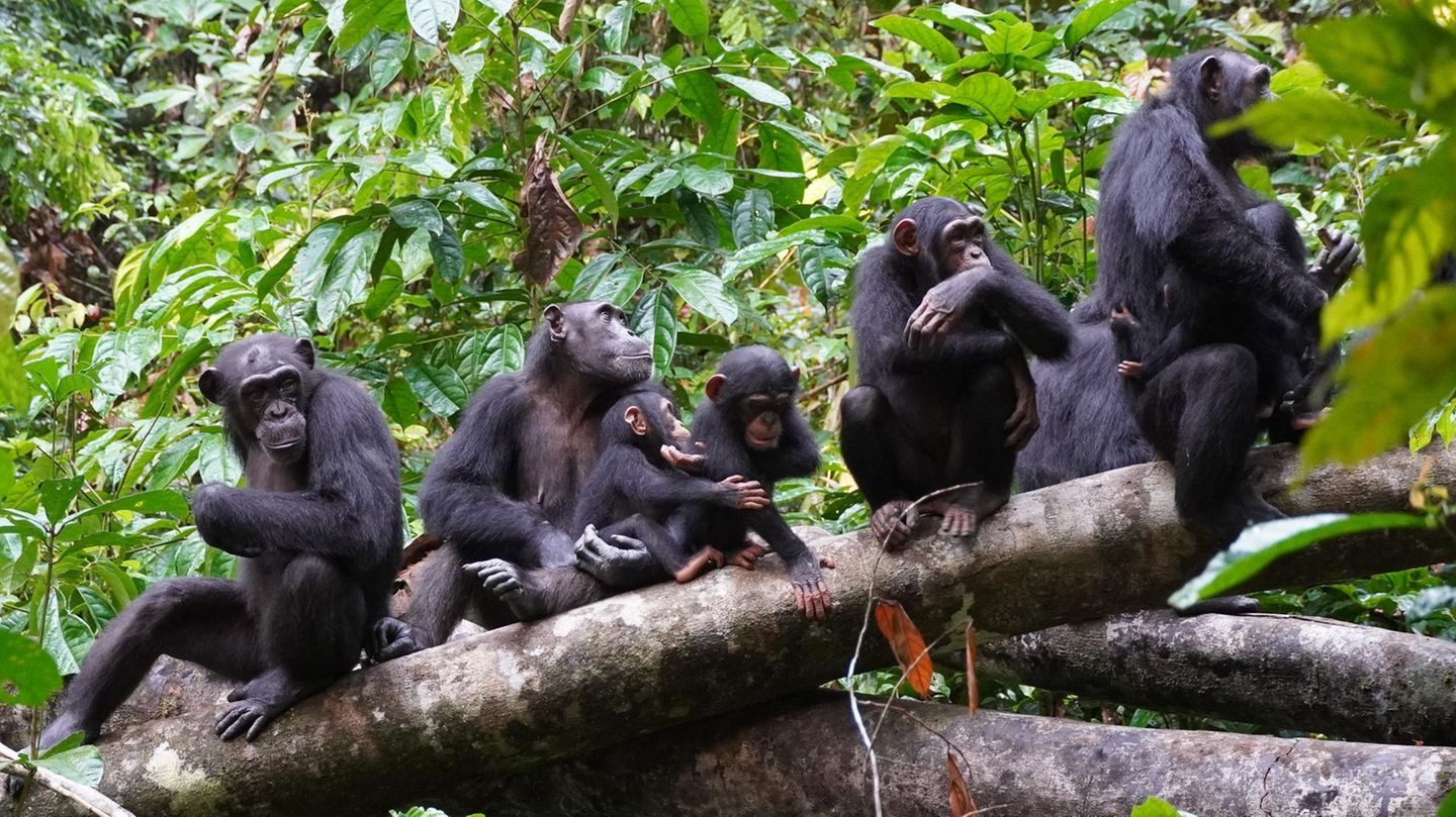 Schimpansen belauschen aufmerksam ihre Artgenossen in der Ferne. Eigentlich gilt die taktische Kriegsführung als treibende Kraft der menschlichen Evolution