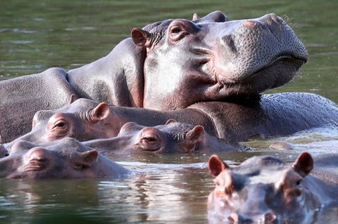 Die Nilpferde können in zu großer Zahl Böden und Wasser verschmutzen und das heimische Ökosystem aus dem Gleichgewicht bringen
