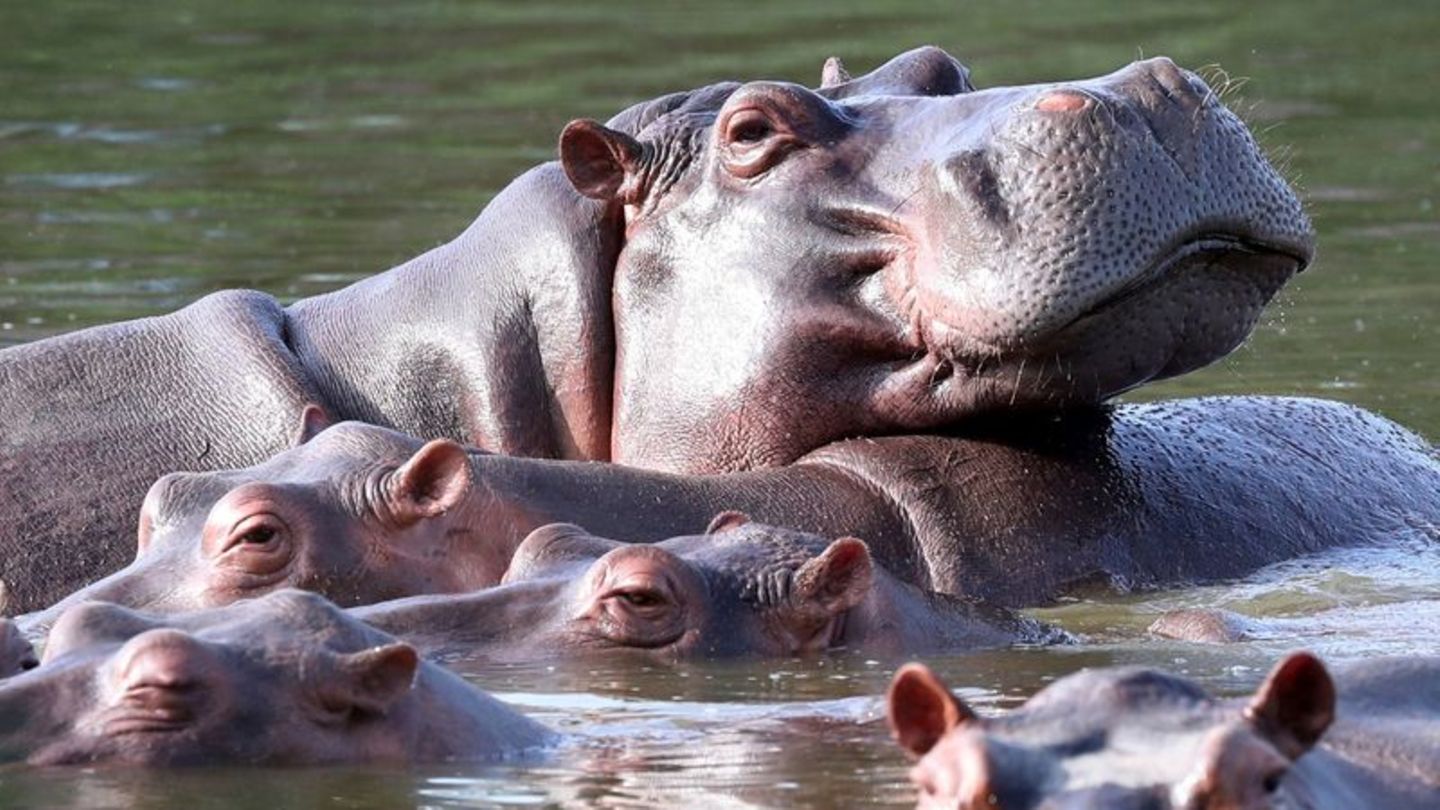 Die Nilpferde können in zu großer Zahl Böden und Wasser verschmutzen und das heimische Ökosystem aus dem Gleichgewicht bringen