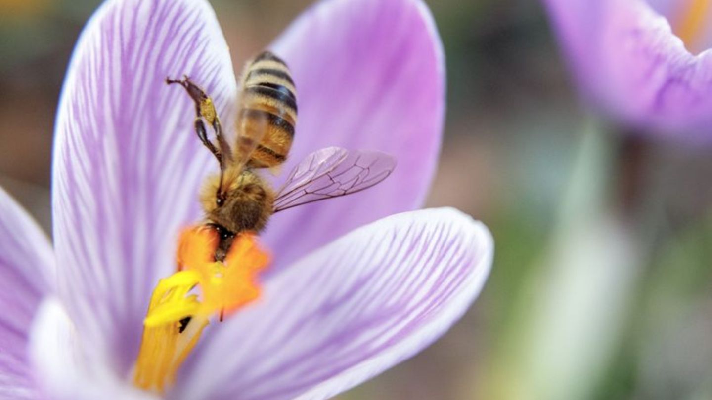 Schlüpfen Insekten deutlich nach dem Frühlingserwachen, ist ihre Nahrung weniger proteinreich und schwerer verdaulich