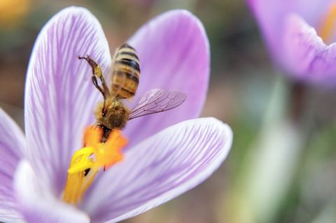 Schlüpfen Insekten deutlich nach dem Frühlingserwachen, ist ihre Nahrung weniger proteinreich und schwerer verdaulich