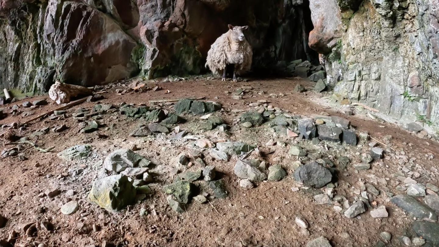 "Einsamstes" Schaf Fiona vor Felsen