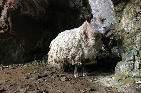 "Einsamstes" Schaf Fiona vor Felsen