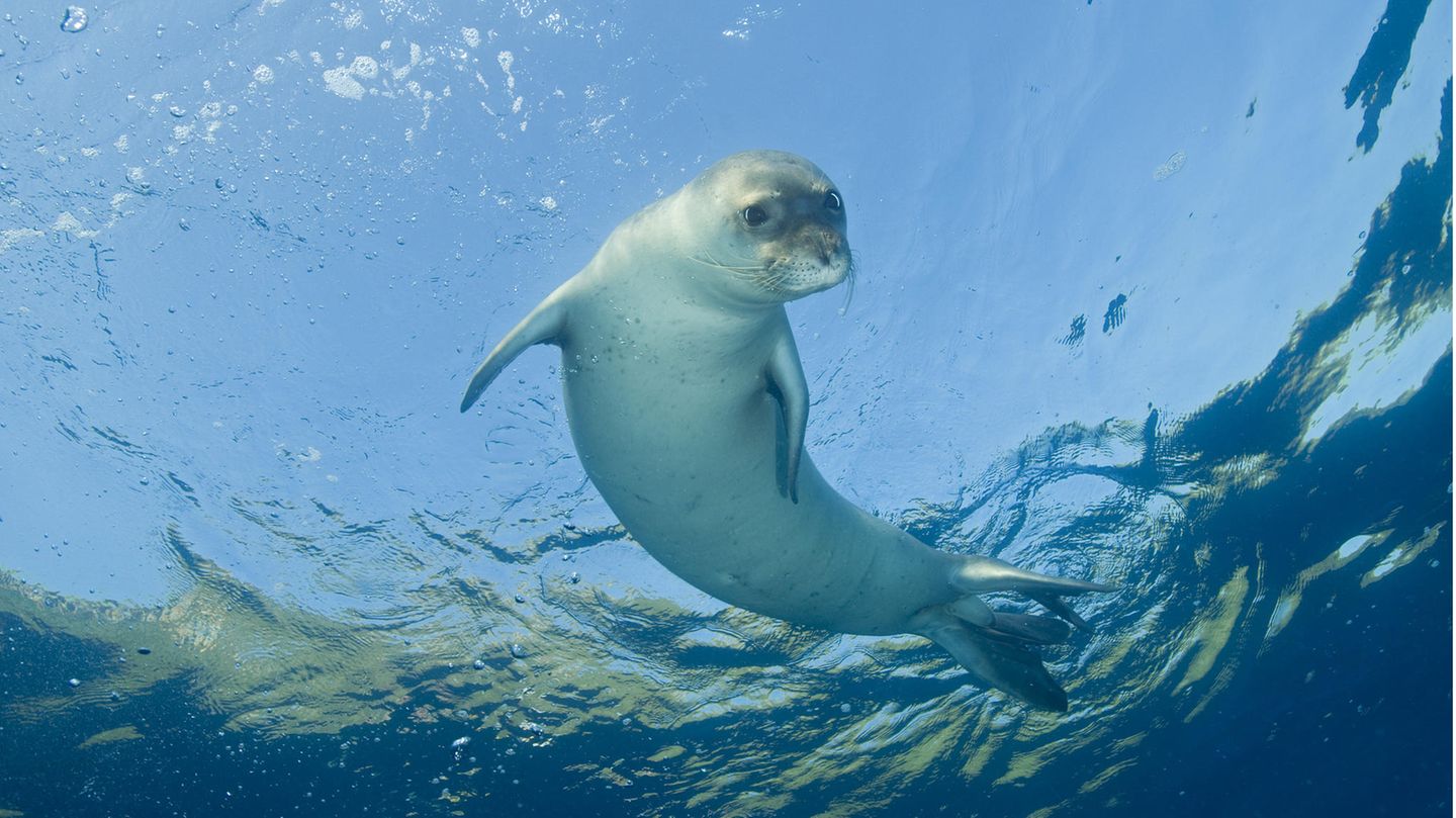 Von der Mittelmeer-Mönchsrobbe gibt es geschätzt nur noch zwischen 350 und 450 geschlechtsreife Individuen. Sie ist damit eines der seltensten Säugetiere Europas