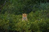 Sieger: "The Finest 'Flower' of the Mangroves" Soham Bhattacharyya