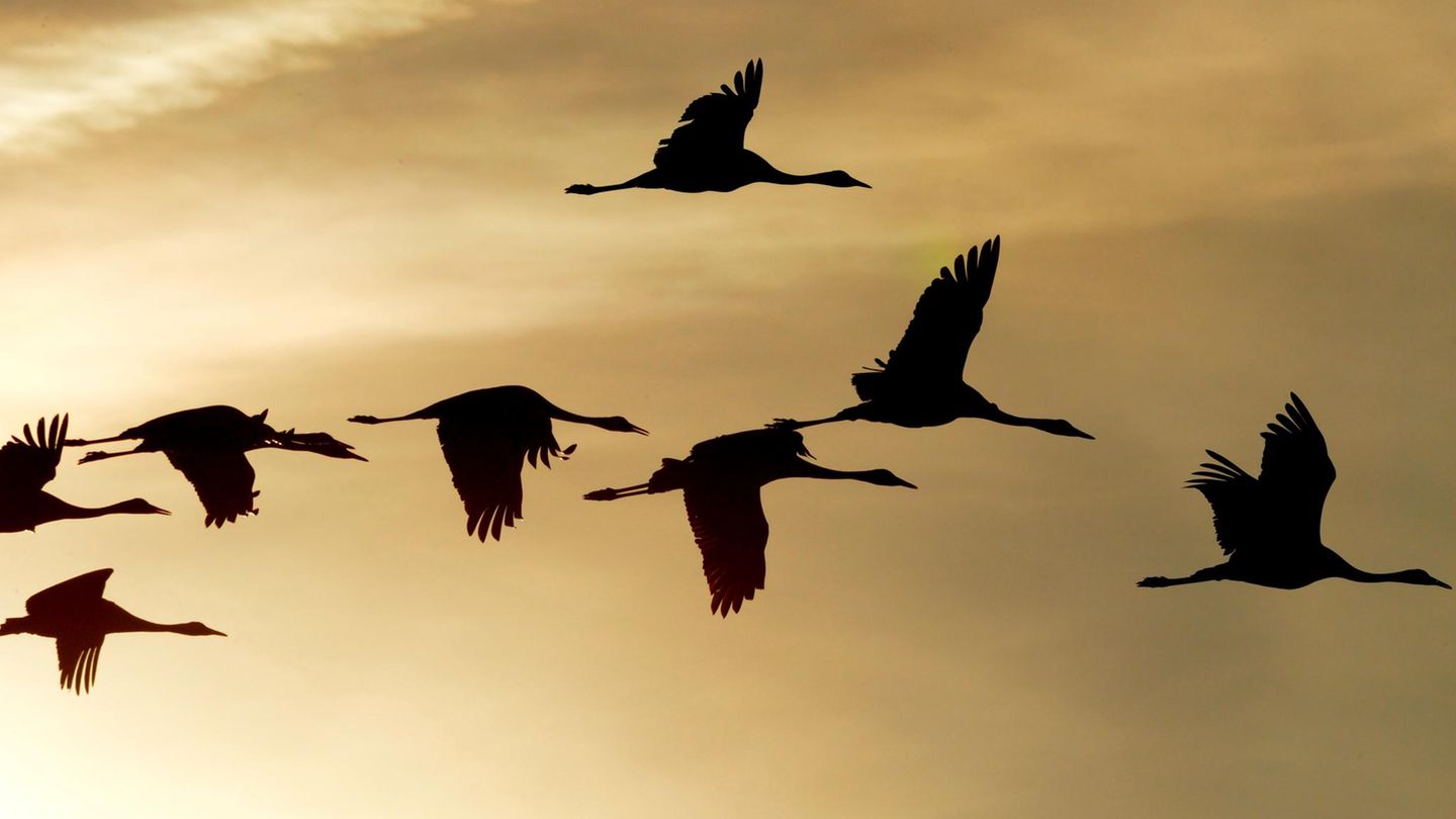 Teilweise sind Zugvögeln ihre Routen in die Gene geschrieben. Noch ist aber nicht gänzlich erforscht, wie sich die Tiere auf ihrer Reise orientieren