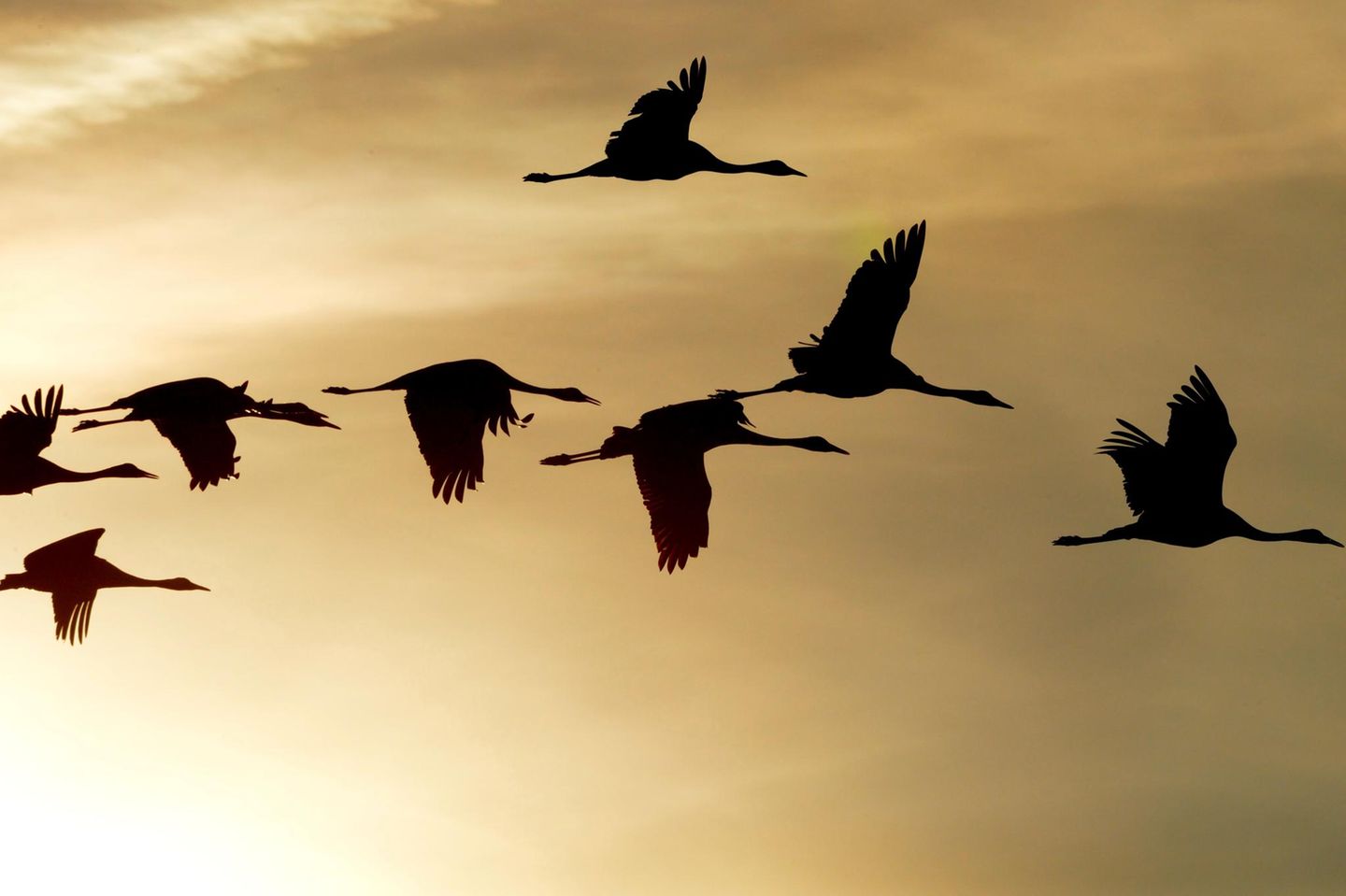 Vogelzug: Jede Flugreise ist eine biologische Meisterleistung - [GEO]