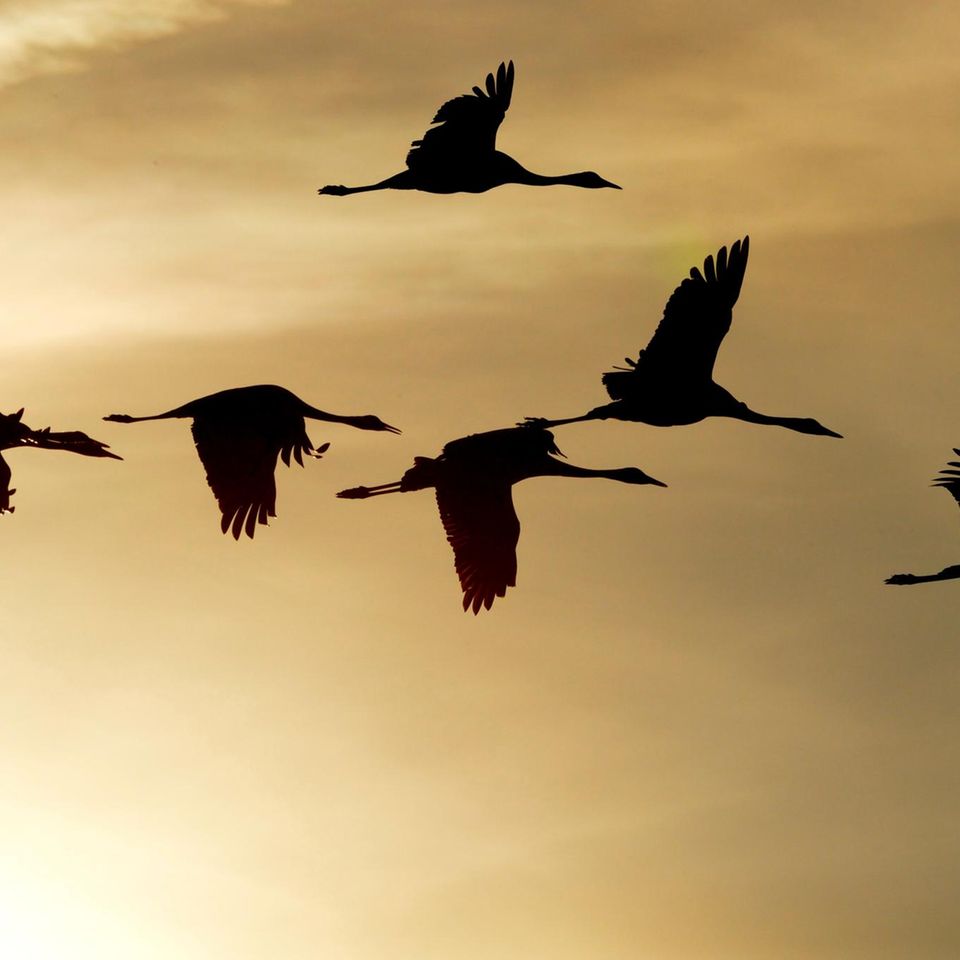 Teilweise sind Zugvögeln ihre Routen in die Gene geschrieben. Noch ist aber nicht gänzlich erforscht, wie sich die Tiere auf ihrer Reise orientieren