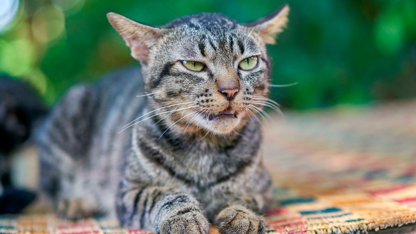 Vorsicht, schlechte Laune: Manche Gesichtsausdrücke von Katzen verstehen Menschen ganz intuitiv