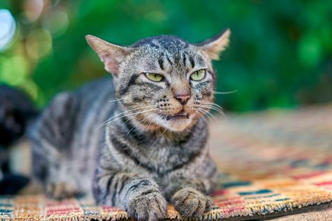 Vorsicht, schlechte Laune: Manche Gesichtsausdrücke von Katzen verstehen Menschen ganz intuitiv