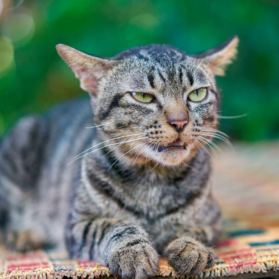 Vorsicht, schlechte Laune: Manche Gesichtsausdrücke von Katzen verstehen Menschen ganz intuitiv