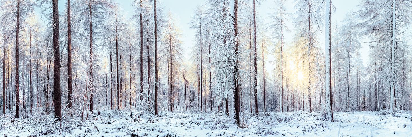 Winterstimmung in den Yorkshire Dales, England:  Schnee hüllt Bäume und Büsche in friedliche Stille. Die eingeschneiten Baumstämme erinnern noch an den just überstandenen Sturm, während die sanfte Wintersonne den neuen Tag erstrahlen lässt