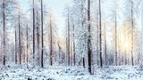 Winterstimmung in den Yorkshire Dales, England:  Schnee hüllt Bäume und Büsche in friedliche Stille. Die eingeschneiten Baumstämme erinnern noch an den just überstandenen Sturm, während die sanfte Wintersonne den neuen Tag erstrahlen lässt