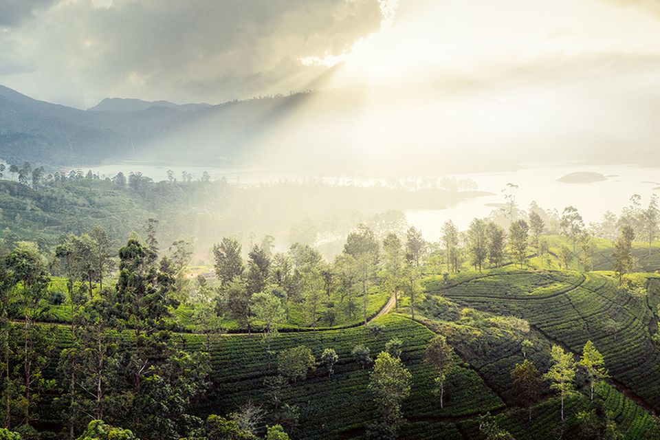 Lange behauptete sich das Königreich Kandy auf Sri Lanka gegen europäische Kolonialmächte. Erst im Jahr 1815 nahmen Briten das Hochland der Insel ein. Sie kultivierten Tee, weil die Kaffeepflanzen auf der Insel unter dem Rostpilz litten. Die Teeplantagen prägen so noch immer das Gesicht der Landschaft bei Maskeliya. Der Kolonialname der Insel, Ceylon, überlebt derweil im Ceylontee  2.9985