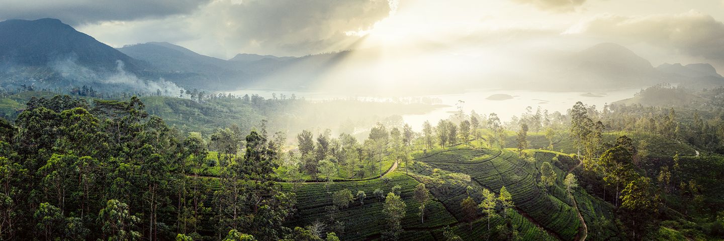 Lange behauptete sich das Königreich Kandy auf Sri Lanka gegen europäische Kolonialmächte. Erst im Jahr 1815 nahmen Briten das Hochland der Insel ein. Sie kultivierten Tee, weil die Kaffeepflanzen auf der Insel unter dem Rostpilz litten. Die Teeplantagen prägen so noch immer das Gesicht der Landschaft bei Maskeliya. Der Kolonialname der Insel, Ceylon, überlebt derweil im Ceylontee
