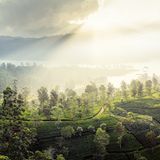 Lange behauptete sich das Königreich Kandy auf Sri Lanka gegen europäische Kolonialmächte. Erst im Jahr 1815 nahmen Briten das Hochland der Insel ein. Sie kultivierten Tee, weil die Kaffeepflanzen auf der Insel unter dem Rostpilz litten. Die Teeplantagen prägen so noch immer das Gesicht der Landschaft bei Maskeliya. Der Kolonialname der Insel, Ceylon, überlebt derweil im Ceylontee