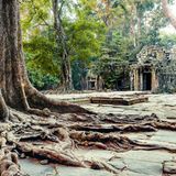 Erfolgreiche Landwirtschaft machte die Könige von Angkor einst reich und mächtig. Den Göttern errichteten sie weitläufige buddhistisch-hinduistische Tempelanlagen, wie in Ta Prohm, Kambodscha. Zwei Kilometer von Angkor Wat entfernt dürfen sich Würgefeigen und Tetrameles-Bäume hier fast ungestört zurückholen, was die Menschen von Angkor einst dem Dschungel abgetrotzt haben