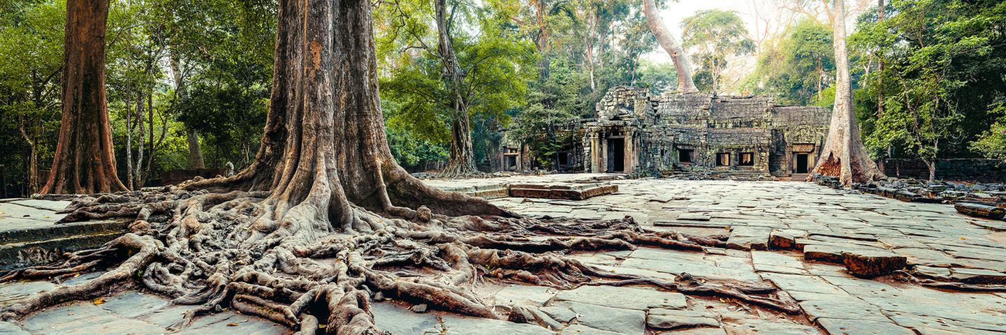 Erfolgreiche Landwirtschaft machte die Könige von Angkor einst reich und mächtig. Den Göttern errichteten sie weitläufige buddhistisch-hinduistische Tempelanlagen, wie in Ta Prohm, Kambodscha. Zwei Kilometer von Angkor Wat entfernt dürfen sich Würgefeigen und Tetrameles-Bäume hier fast ungestört zurückholen, was die Menschen von Angkor einst dem Dschungel abgetrotzt haben