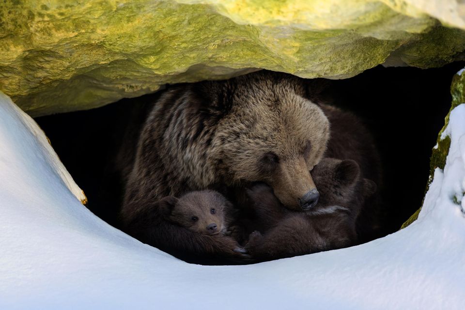 Braunbär mit zwei Jungen schaut aus einer Höhle