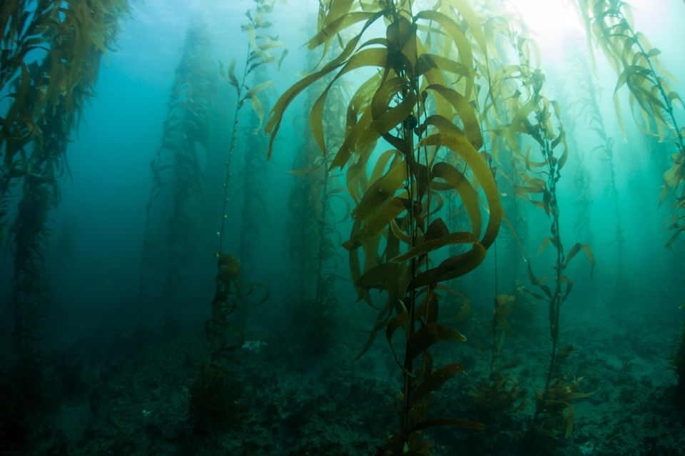 Ein Wald unter Wasser: Seetang vor der Küste Kaliforniens