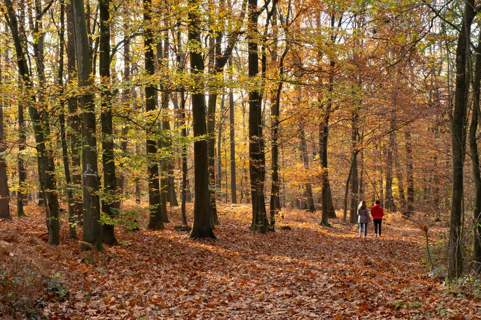 Wenn das Buchenlaub sich im Herbst gelb verfärbt, wirkt der Wald gleich viel heller und freundlicher  1.5004