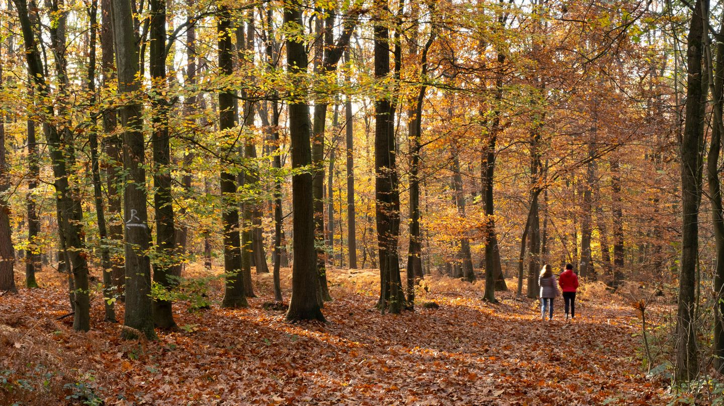 Wenn das Buchenlaub sich im Herbst gelb verfärbt, wirkt der Wald gleich viel heller und freundlicher