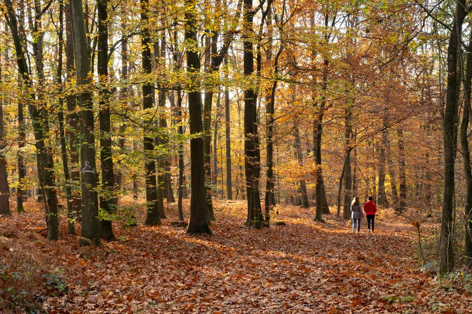 Wenn das Buchenlaub sich im Herbst gelb verfärbt, wirkt der Wald gleich viel heller und freundlicher
