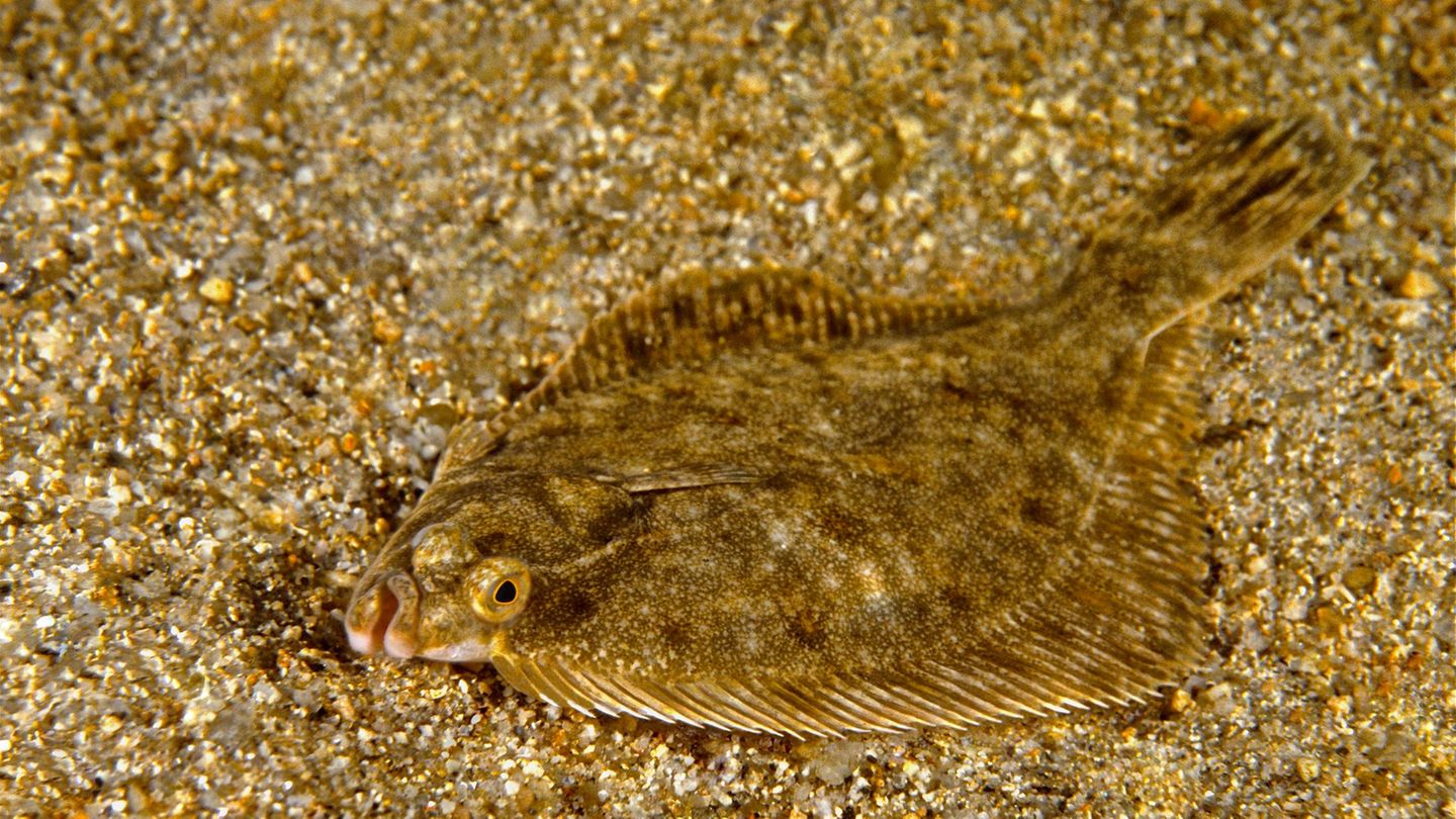 Natur verstehen: In Brackwasser fühlt sich die Flunder besonders wohl, ist deshalb oft in Flussmündungen und Buchten zu finden. Doch auch Salz- und Süßwasser verträgt der Plattfisch In Brackwasser fühlt sich die Flunder besonders wohl, ist deshalb oft in Flussmündungen und Buchten zu finden. Doch auch Salz- und Süßwasser verträgt der Plattfisch