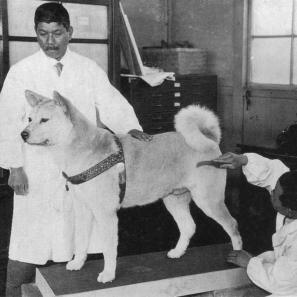 Der Hund Hachiko wird ausgestopft und hergerichtet