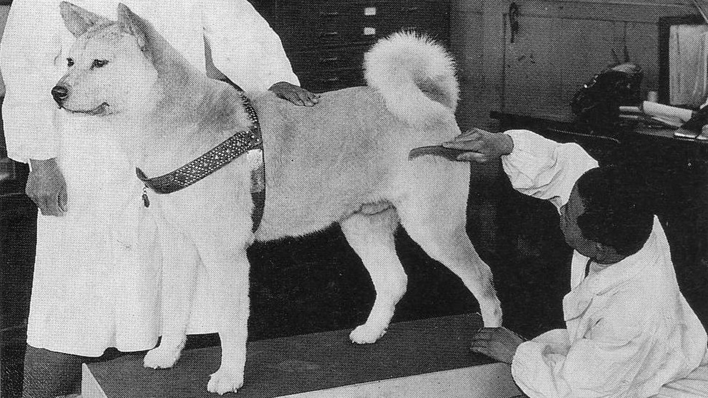 Der Hund Hachiko wird ausgestopft und hergerichtet