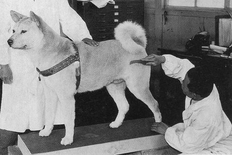 Der Hund Hachiko wird ausgestopft und hergerichtet