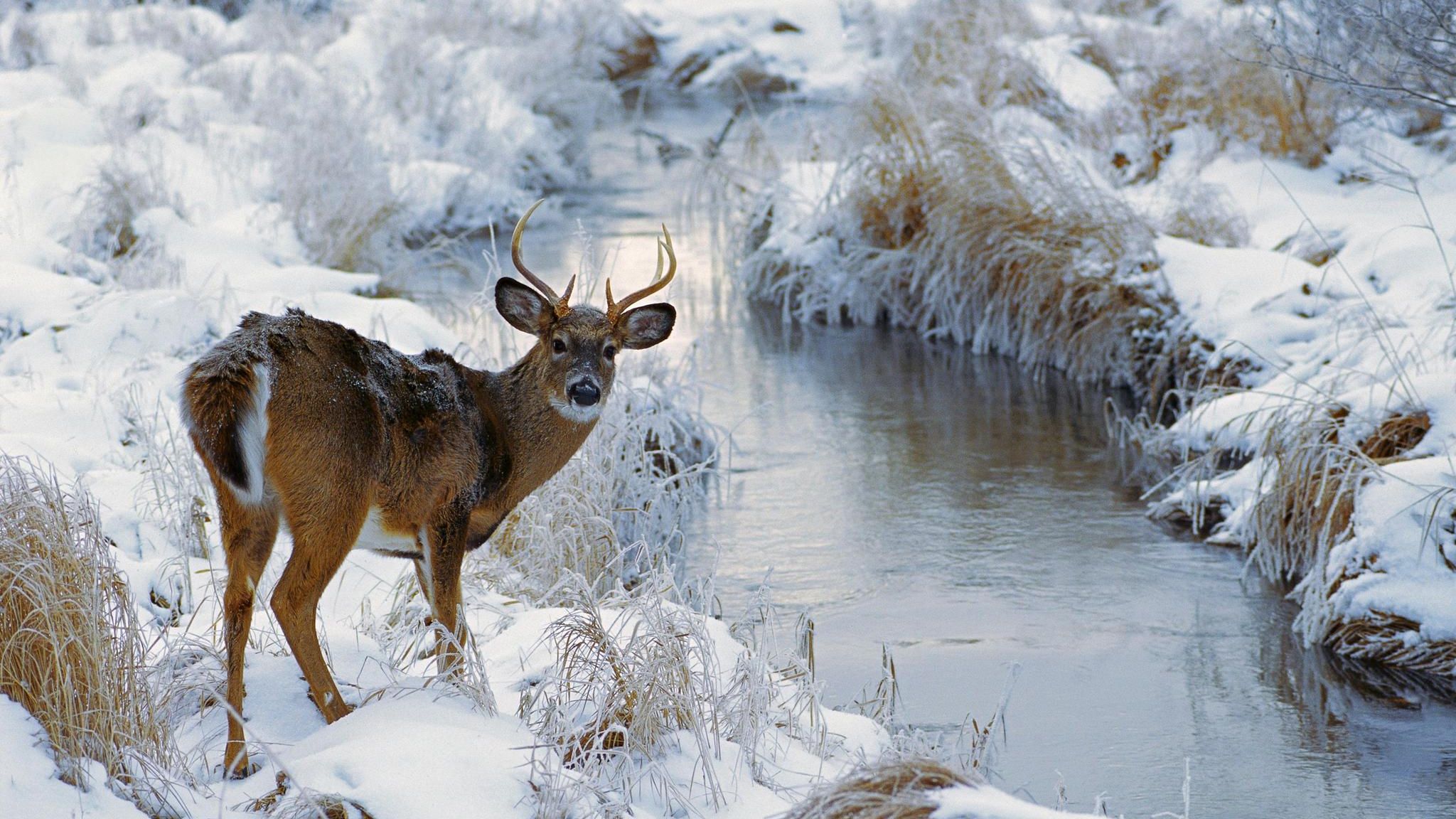 In der kalten Jahreszeit können Hirsche ihre Körpertemperatur absenken — dadurch sparen sie Energie