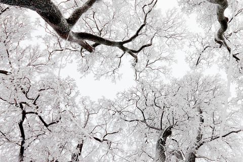 Um bei Frost nicht den Kältetod zu erleiden, müssen Bäume vorher den größten Teil ihres Wassers aus Ästen und Zweigen abpumpen 