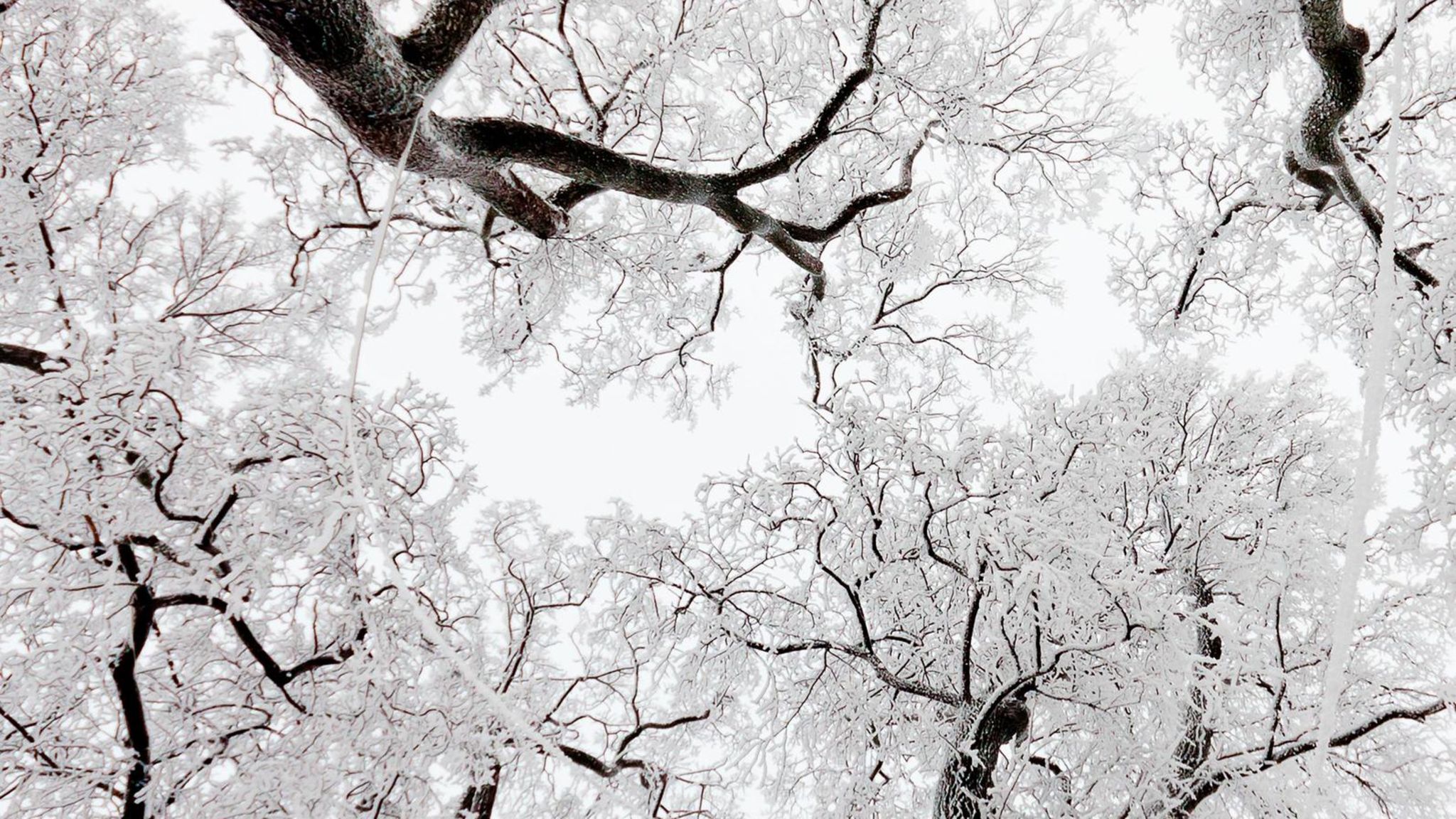 Um bei Frost nicht den Kältetod zu erleiden, müssen Bäume vorher den größten Teil ihres Wassers aus Ästen und Zweigen abpumpen 