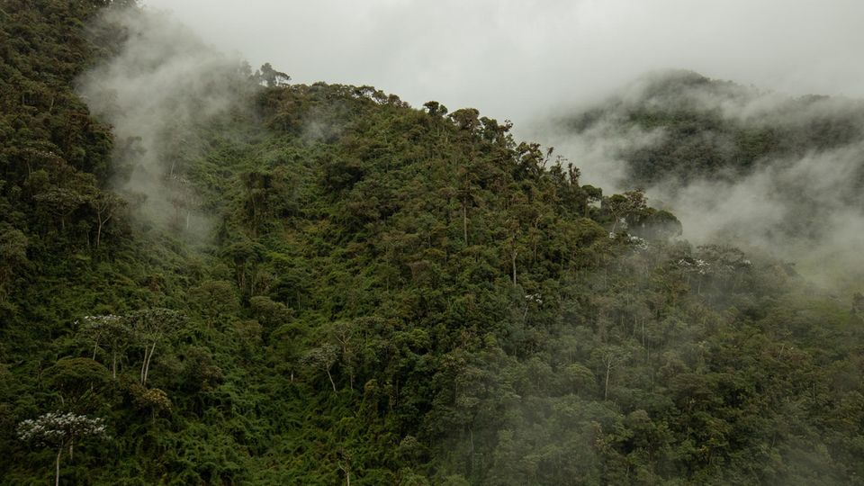 Diesen Wald möchten wir kaufen