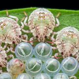 Baumwanzen aus der Gruppe der Pentatomoidea