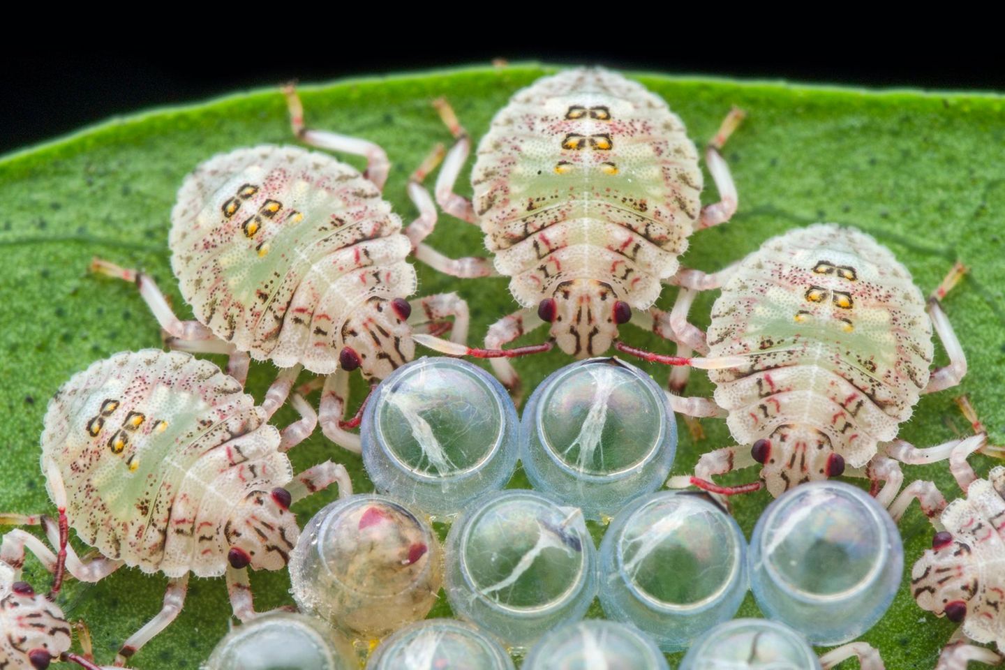 Baumwanzen aus der Gruppe der Pentatomoidea