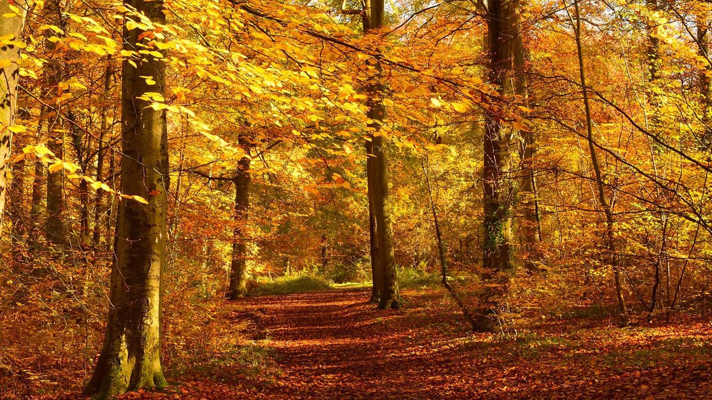 Naturraum Wald: Was sich Spaziergängern als zauberhafte Verwandlung präsentiert, ist für die Bäume ein Überlebensschutz für den Winter Was sich Spaziergängern als zauberhafte Verwandlung präsentiert, ist für die Bäume ein Überlebensschutz für den Winter