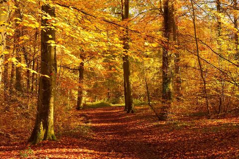 Naturraum Wald: Was sich Spaziergängern als zauberhafte Verwandlung präsentiert, ist für die Bäume ein Überlebensschutz für den Winter Was sich Spaziergängern als zauberhafte Verwandlung präsentiert, ist für die Bäume ein Überlebensschutz für den Winter