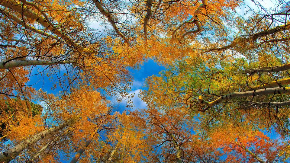 USA, Wyoming, Rockies, Rocky Mountains, Grand Teton, National Park, Durch das Ausdünnen der Kronen erhalten die Jungbäume am Boden nun mehr Licht
